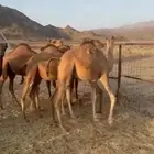 قعدان