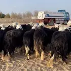 مراح نجد فاخر