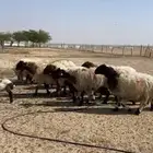للبيع غنم نعيم متاويم 10 تحته 20
