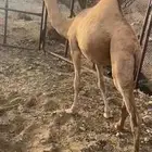 بكره شحم