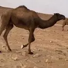 للبيع قعود حق