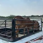 توصيل حلال