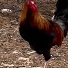 صوص عربي ترثه