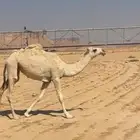 بكره وضحى عبدانيه