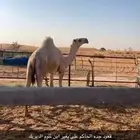 قعود جده الحاكم