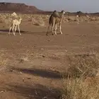 للبيع خلفه مصغر