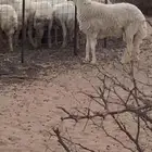 فحل جذع حري