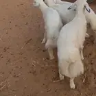 خرفان حريات