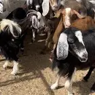 معزا بنات بعض