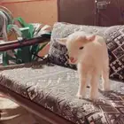 الماعز القزم متوفر تمارا