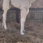 قعود قصب