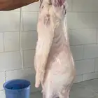 للبيع طليان سواكني حمريات جذعان رقم وحد لزواجات