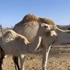 خلفه للبيع الحد6000