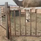 بعير فحل مغتر