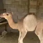 حوار لباني سمين