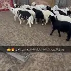 طليان ورخال