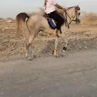 خيل للبيع