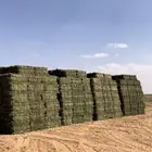 برسيم صافي جندير