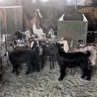 تيوس وعنقان