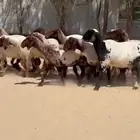 غنم نعيم