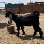 تيس مشروع فحل