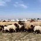 للبيع غنم متاويم فاخره عياله ذبايح