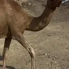 ناقه حمراء ملاقي مجموع
