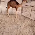 قعود