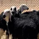 ذبايح طيبه ونظيفه