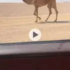 بكار لقايا طيبات