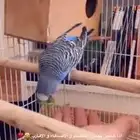 بادجي متوفر تمارا