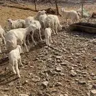 غنم للبيع جذعه و ثنيه العدد 7   تم البيع انباعت
