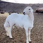 خروف جذع مشروط فحال طول العظم ويجبر مشروط من كل شيء