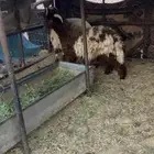 خرفان نعيم