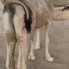 قعود