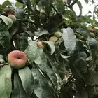 شتلات منتجه