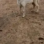 خروف حري فوق 5 شهور