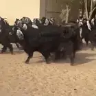 معزا عوارض جرووم واذان طيبه
