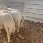 ذبايح حري ونعم جبره تمايم