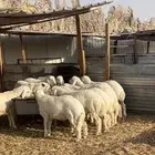 ذبايح حريات فللل شحم وطرف