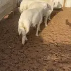 ذبايح حريات مع الصلخ والتوصيل