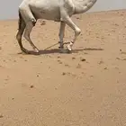 بعير فحل اوضح كفو عوني