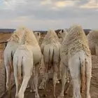حشو للبيع تبارك الله على حليب امهاتها