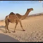 للبيع ناقه صفرا كفو ضريبه