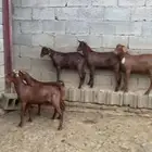 تيوس أعمارها 5 شهور مقفله شحم