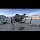 بيشه الصناعيه