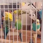 طيور الحب بادجي متوفر تمارا