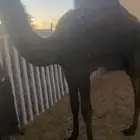 بكرة