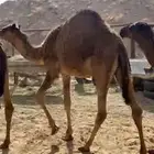 حشوان فواخر