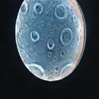 القمر المضيء